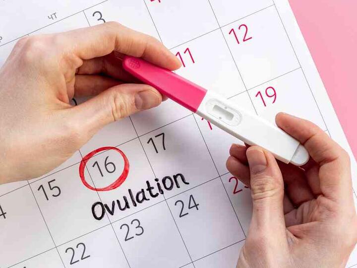 Ovulační test: jak funguje a kdy ho dělat